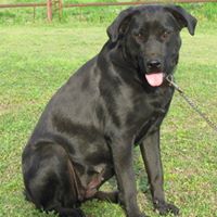 Friends of Gibson County Animals
