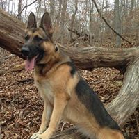 Canine Solutions Inc.