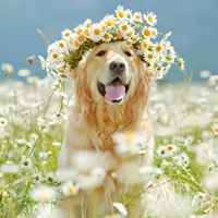 Bubbles and Bows Pet Spa and Boutique