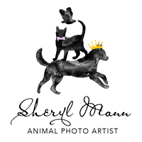 Sheryl Mann, Animal Photo Artist