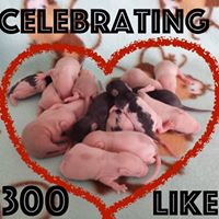 Squeakin’ Pups