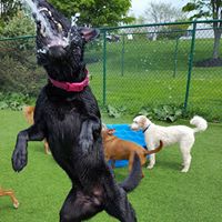 Limestone Vet Doggy Day Care