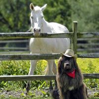 Square Dog Ranch