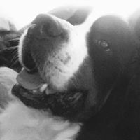Eastern Shore Veterinary Hospital