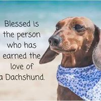Weenie Wishes – Sponsored by All American Dachshund Rescue