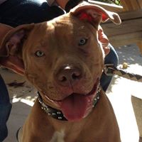 Tipton County Animal Shelter