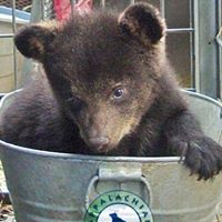 Appalachian Bear Rescue