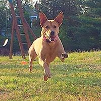 CITY OF BARTLETT ANIMAL SHELTER
