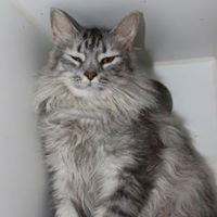 TN Monroe County Animal Shelter