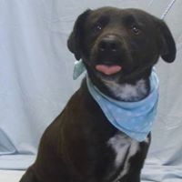 Cookeville / Putnam County Animal Shelter