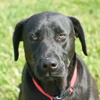 Benton County Animal Shelter