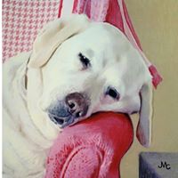 Pet Portraits