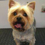 My doggy’s pet grooming