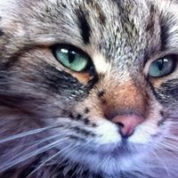 Schnetzy’s Siberian Cats
