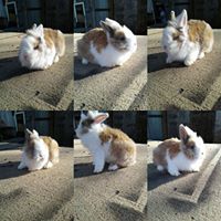 Ashley Lionhead Rabbitry