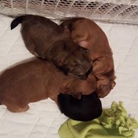 Cabbage Patch Puppies Shih Tzu