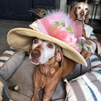 Wagging Wright’s