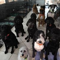 Dawg Dayz Retreat – Trusted Loving Care by Brenna