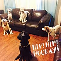 Dogs, Pets, Pups