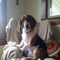Asheville Local Pet Sitting