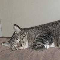Happy Cat Petsitting Service