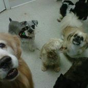 Hair of The Dog Pet Salon & Boarding