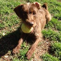Brier Creek Pet Hotel