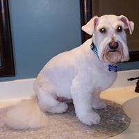 JJ’s Cat & Dog Home Grooming Service