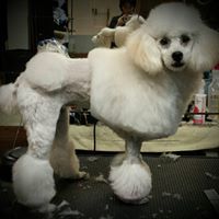 Zeus & Bailey’s Pet Spa