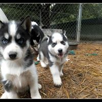 SC Husky Pups