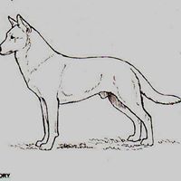 Lynches River Carolina Dogs
