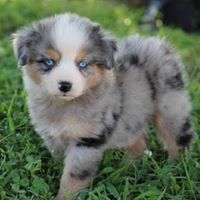 Twin Pines Australian Shepherds