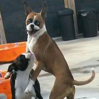 Deb’s Doggercise