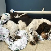 Lowcountry Pet Wellness