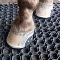 Circle M Farrier Services
