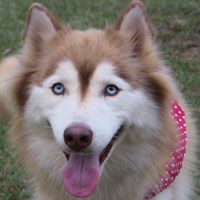 Southern Siberian Husky Kennel LLC.