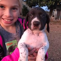Hand German Shorthaired Pointers
