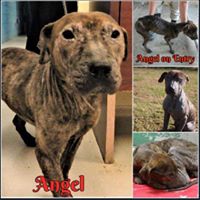 Fairfield County Animal Control and Adoption Center – Winnsboro, SC