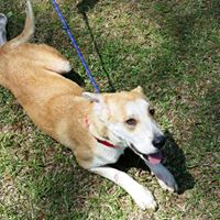 Humane Society of Dillon County