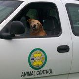 Newberry County Animal Shelter