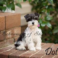 Schnauzers of Stonebrooke