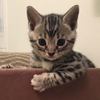 Buckeye Bengals MB