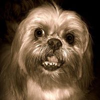 Shih Tzu Palace Puppies