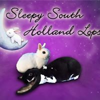 Sleepy South Holland Lops
