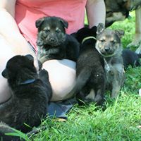 Osborne Florida Kennels