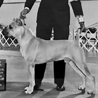 Gulf Coast Breeding Services / Valente Cane Corso