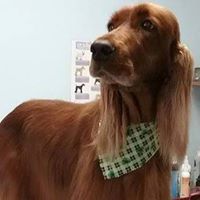 Dapper Dog Pet Styling