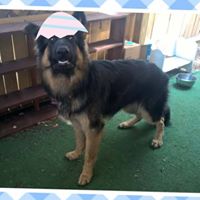 Nika’s Pet Spaw and ReTreat LLC.
