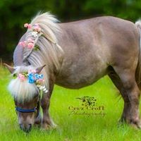 Paws’N’Fur Pet Services