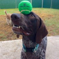 Paws Pet Camp